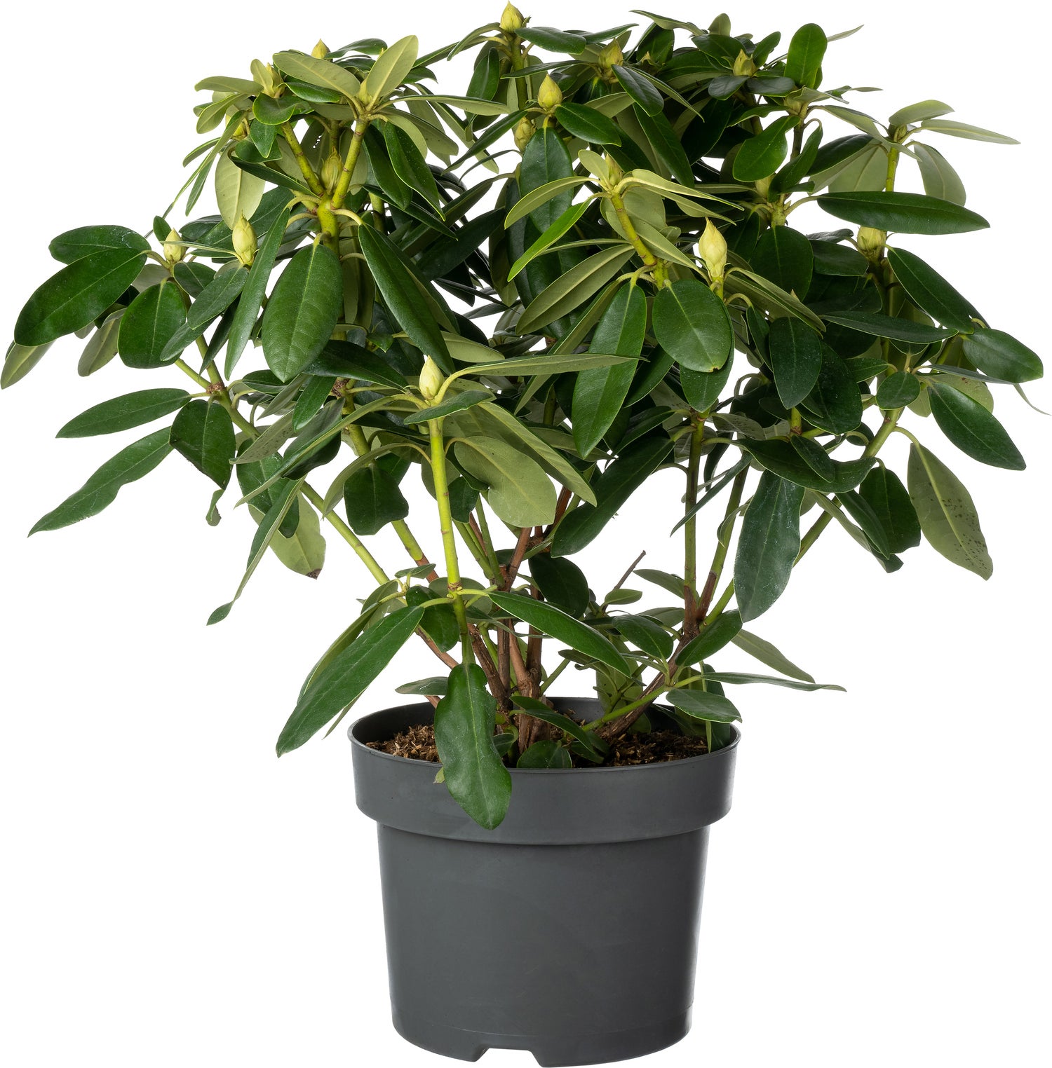 Rhododendron (Rhododendron 'Blue Peter') D 23 H 40 cm