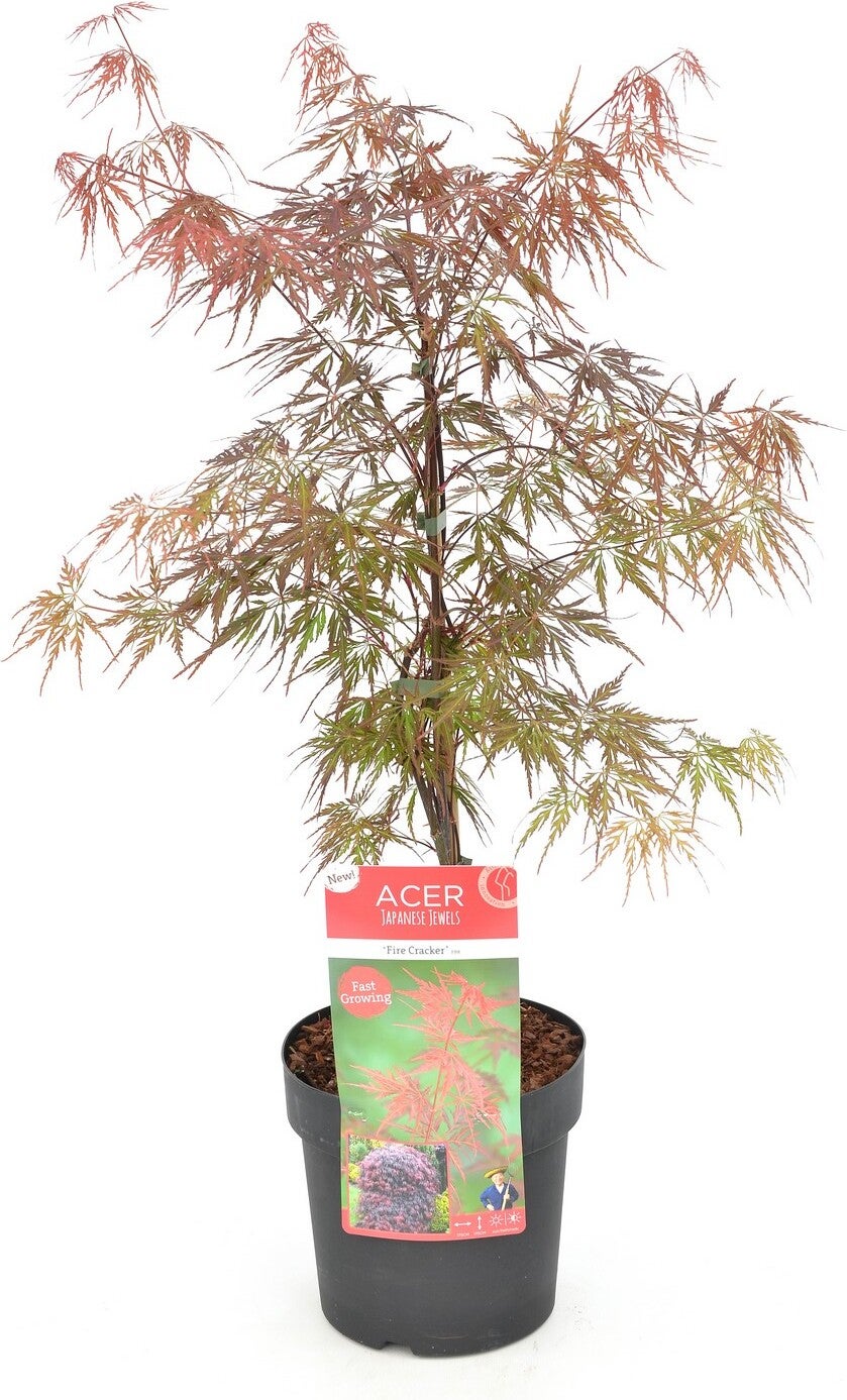 Japanse esdoorn (Acer palmatum) D 26 H 100 cm