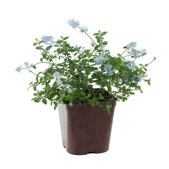 Ceanothus Thyrsiflorus repens :h.30/40cm 3L