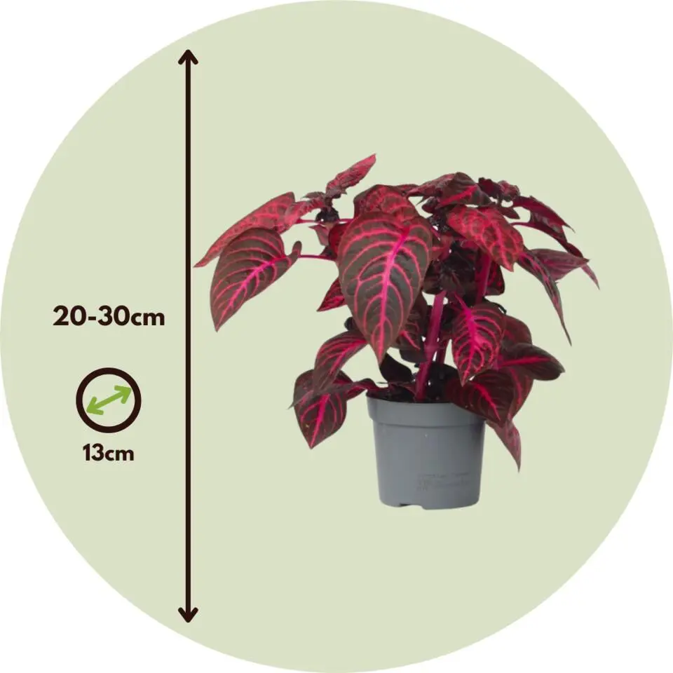 Biefstukplant - Set van 2 - Iresine herbstii - Hoogte 20-30cm - ⌀13cm