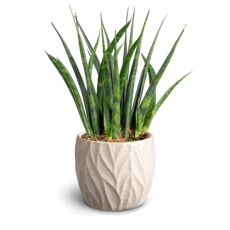 Sansevieria sp. Sansevieria i potte Høyde 15 cm