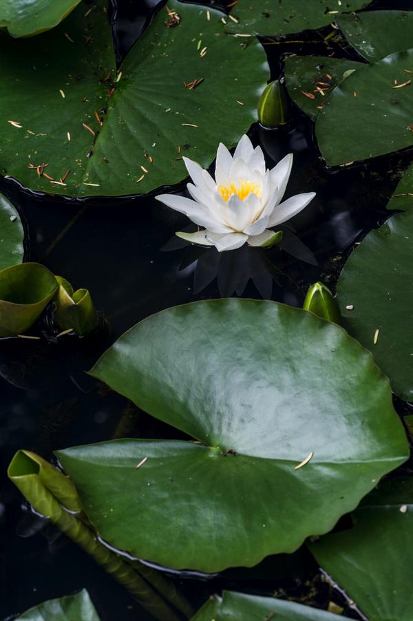 Seerose, ca. Ø14 cm
