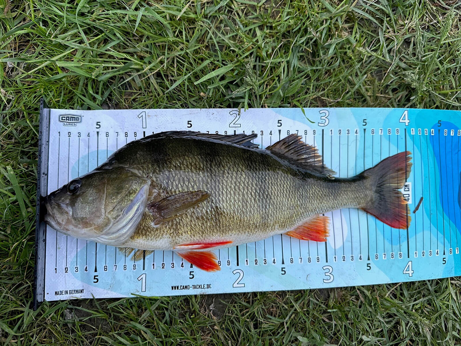 CAMO Lures Fisch-Maßband 65 cm x 20 cm mit Anschlag