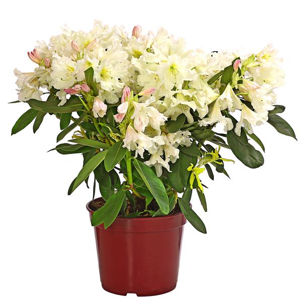 Rhododendron