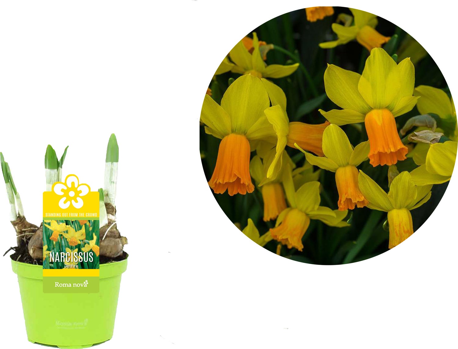 Narcis (Narcissus 'Jetfire') D 9 H 13 cm