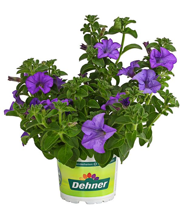 Hängepetunie 'Surfinia', verschiedene Farben