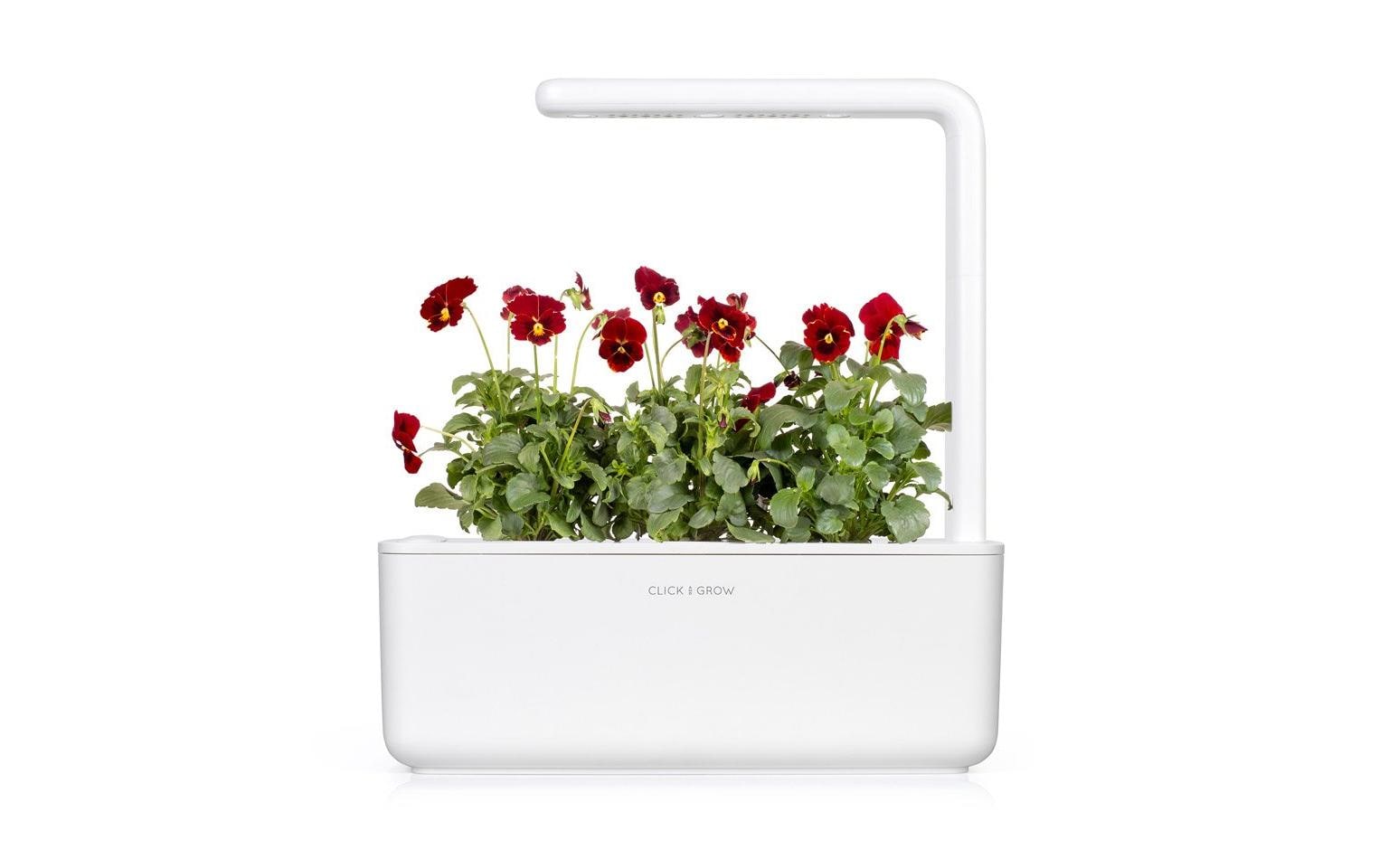 Saatgut Rotes Stiefmütterchen 3er-PackNachfüllpackung zum Smart Garden