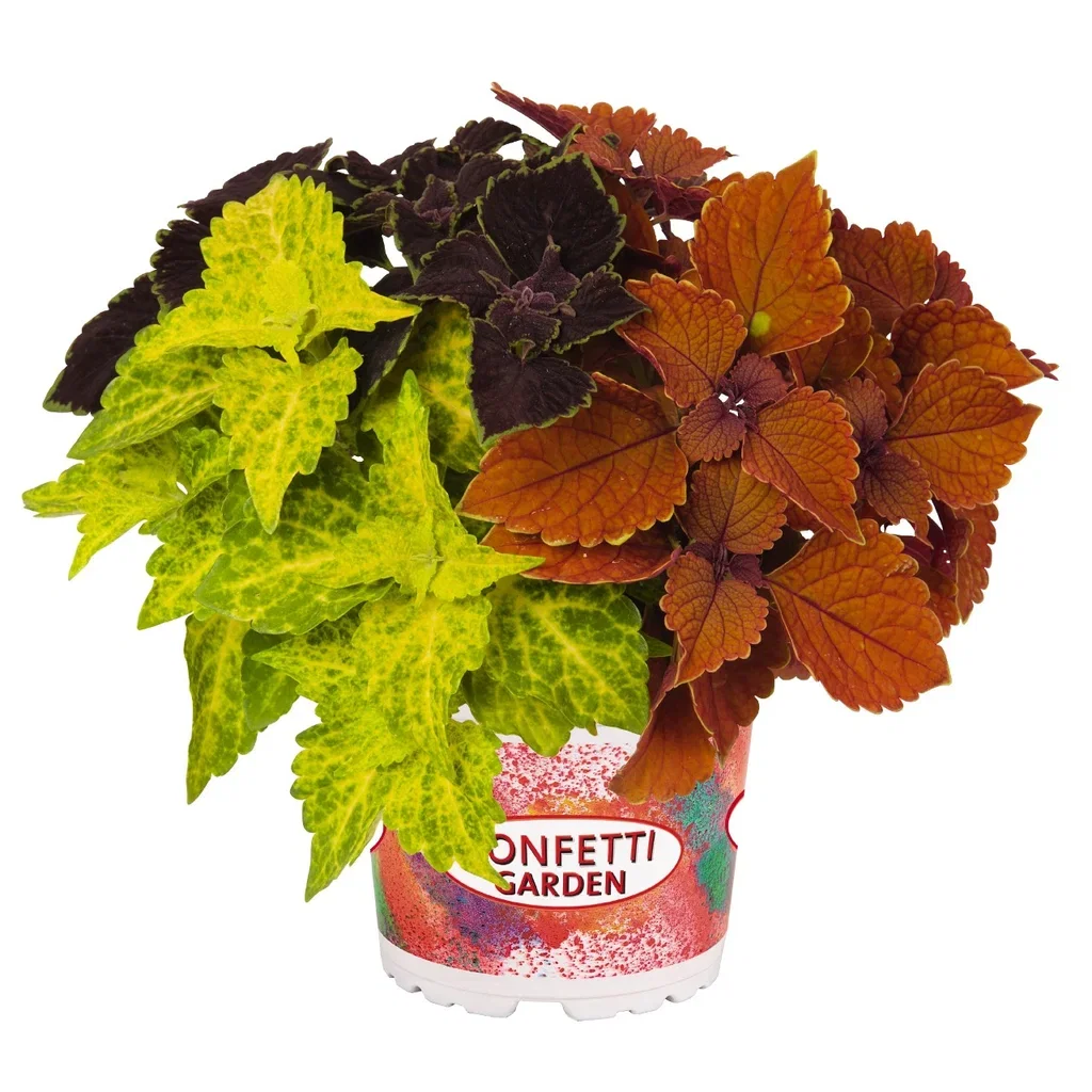 Plectranthus Praktspragle Romantic G. Ø17 cm