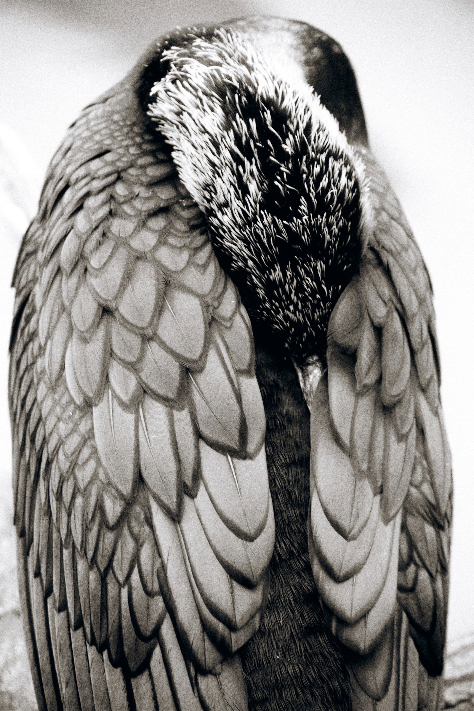 Great Cormorant by Henry Horenstein - Open Edition.