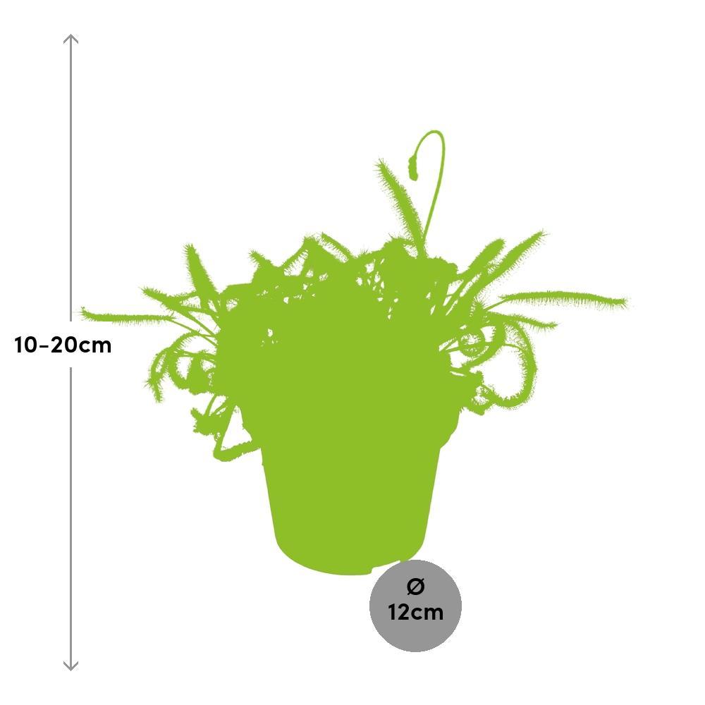 Plante d'intérieur - drosera capensis 17.0cm