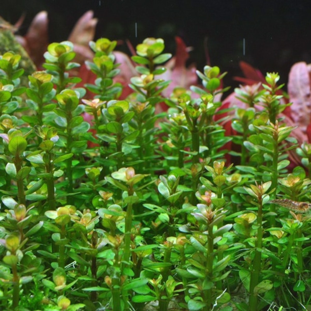Rotala indica bonsai in vitro