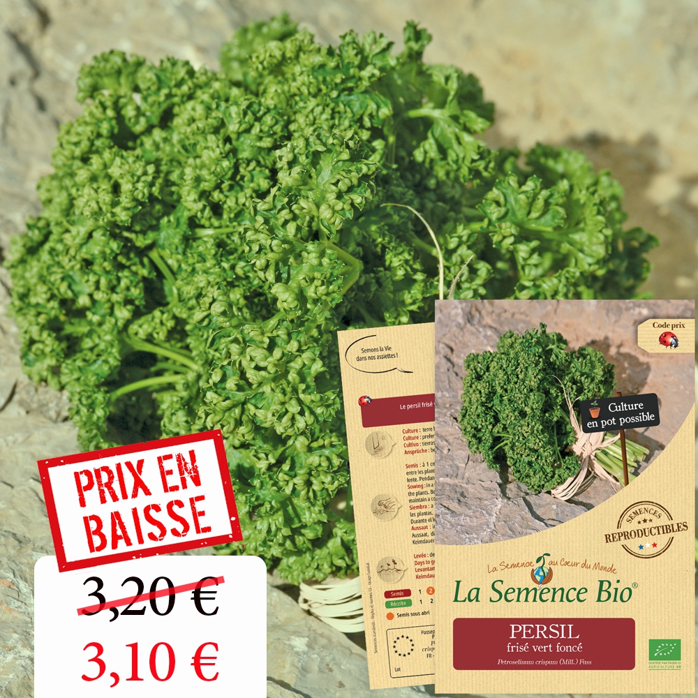 Persil frisé vert foncé moskrul 2 bio