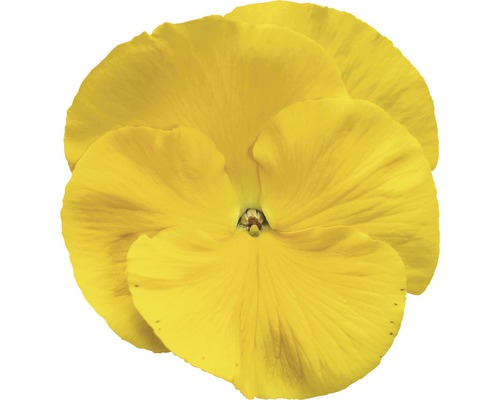 Pansy FloraSelf Viola wittrockiana Ø 9 cm pot willekeurige variëteitselectie