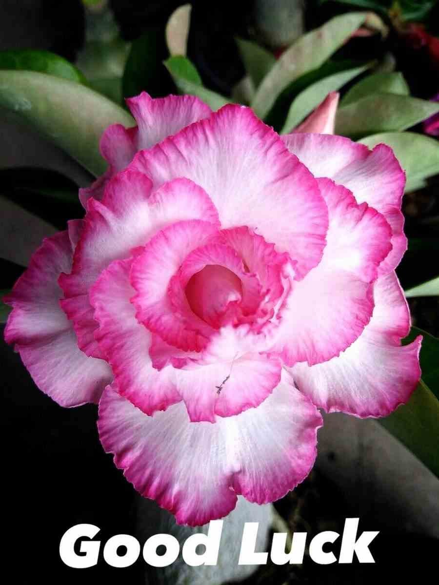 Adenium obesum cv.good luck blanc et rose - taille caudex d'environ 2000g 25/30cm très gros caudex