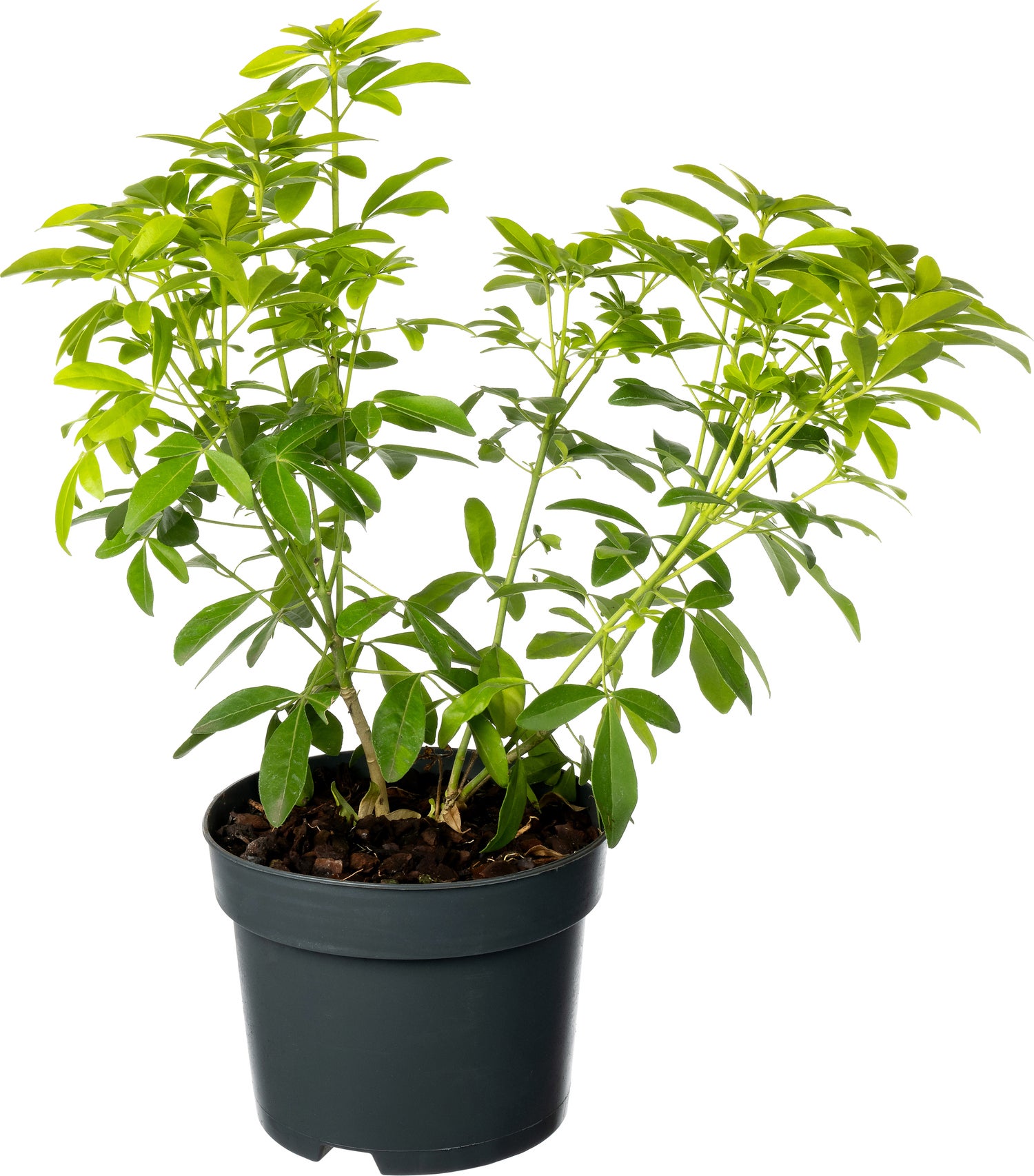 Mexicaanse Oranjebloesem (Choisya ternata 'Brica') D 17 H 25 cm