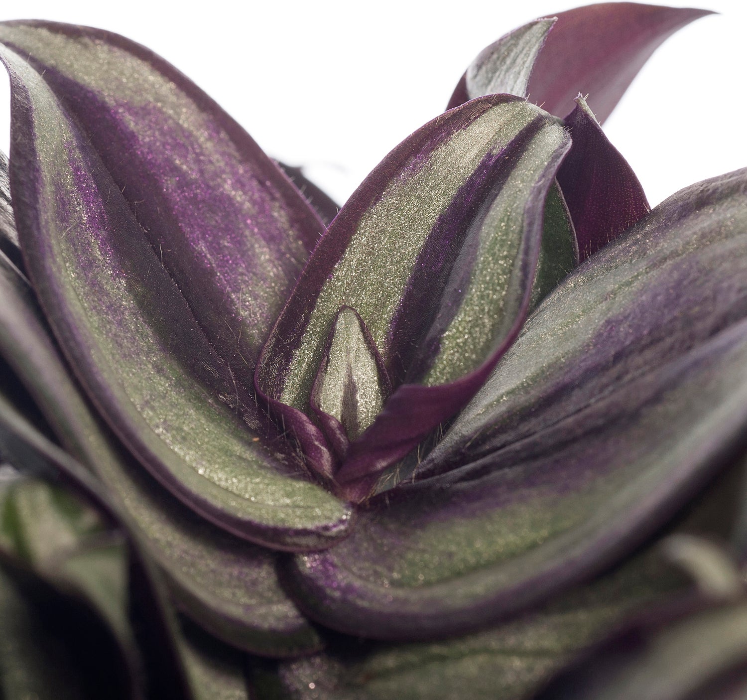 Vaderplant (Tradescantia zebrina) D 12 H 20 cm