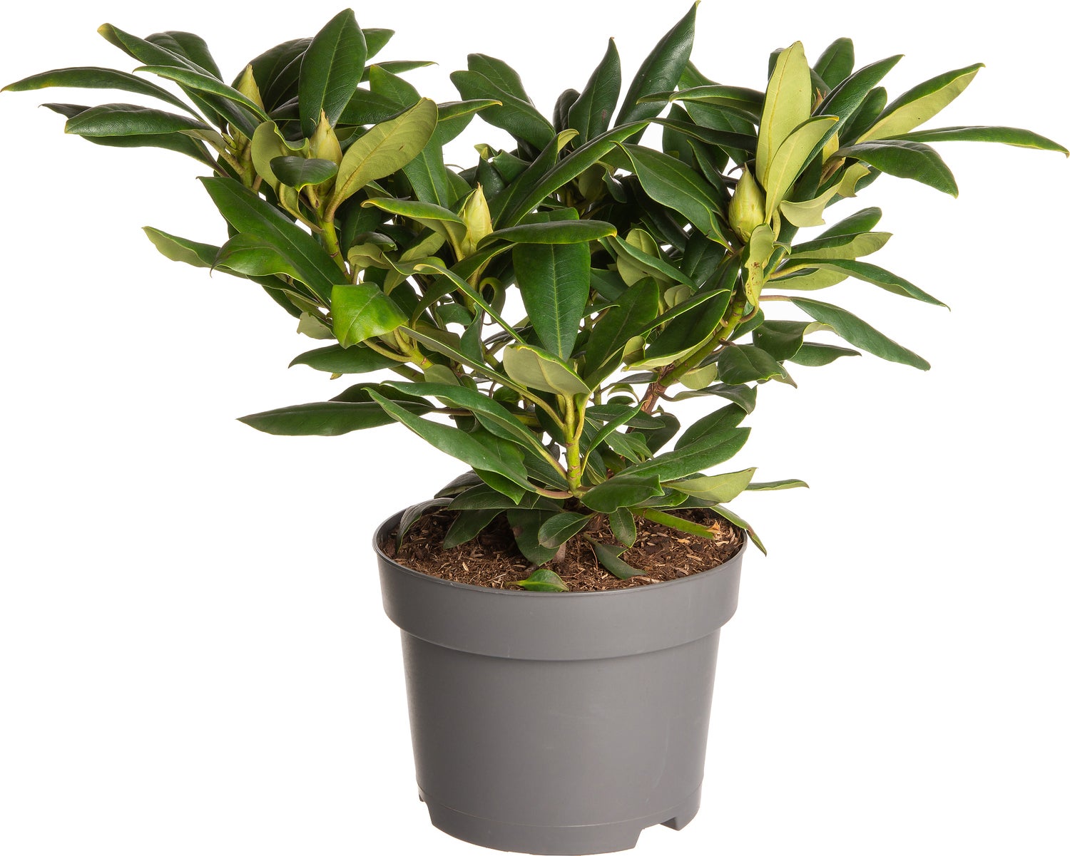 Rhododendron (Rhododendron 'Marcel Menard') D 19 H 25 cm