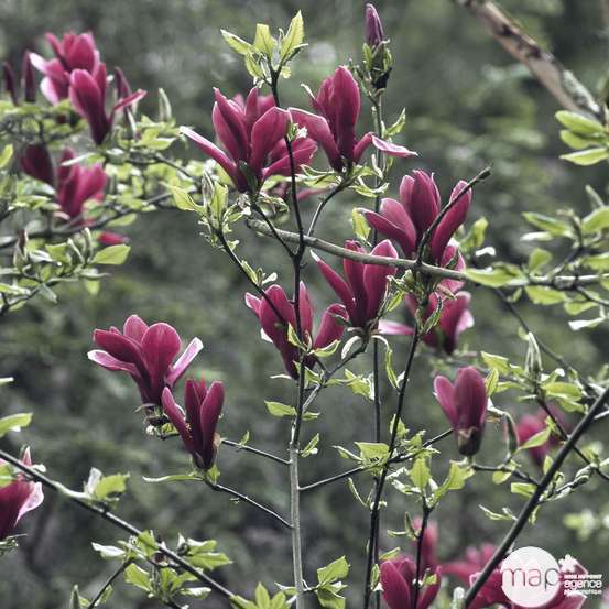 Magnolia liliiflora Nigra : conteneur rond carré de 5 L