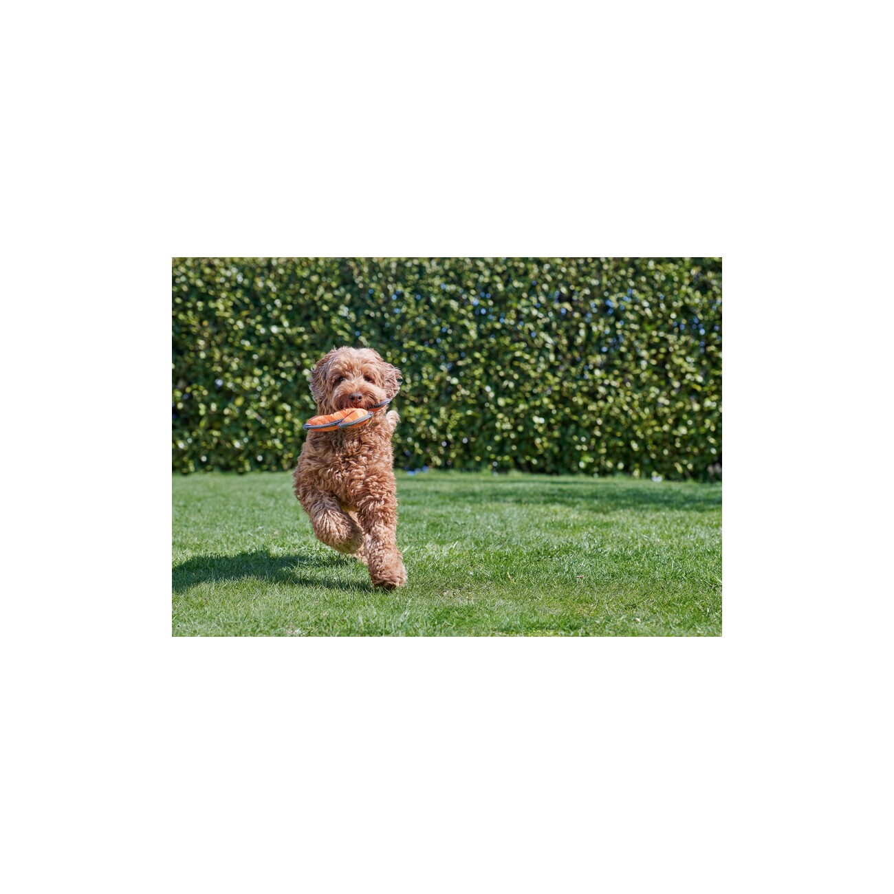 Dogs Creek Boomerang Hyper
