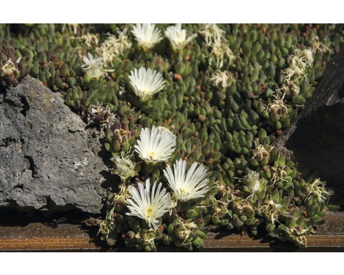 IJsplant FloraSelf Delosperma cooperi Ø 7 cm Pot 6 st