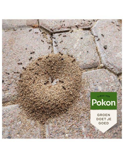 Pokon Mierenpoeder - Insectenbestrijding