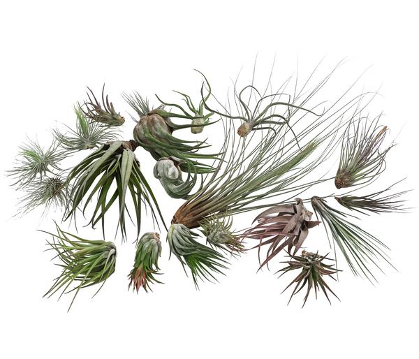 Luftnelken-Set - Tillandsia, verschiedene
