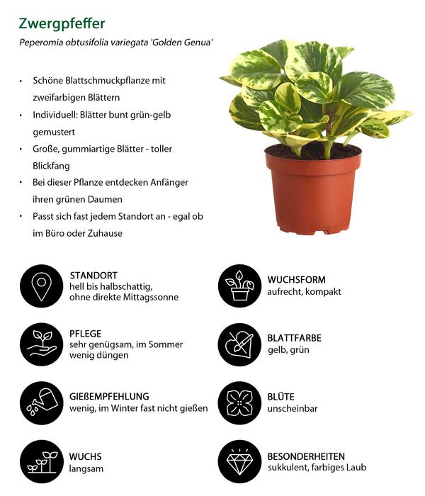 Peperomie - Peperomia obtusifolia variegata