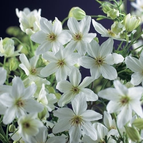 Bosrank (Clematis forsteri 'Joe') D 17 H 75 cm