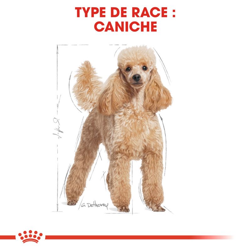 Royal Canin Caniche Adult