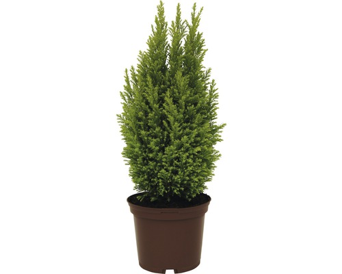 Gele Lawsoncipres FloraSelf Chamaecyparis lawsoniana 'Ellwood's Gold' H 20-30 cm Co 2 L