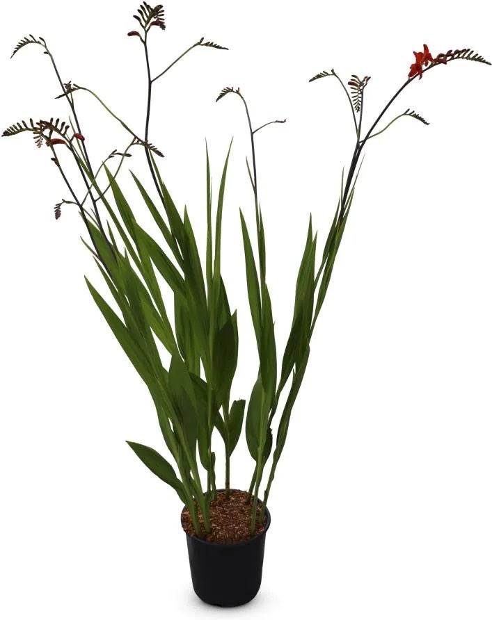 Montbretia (Crocosmia 'Red King') D 9 H 15 cm