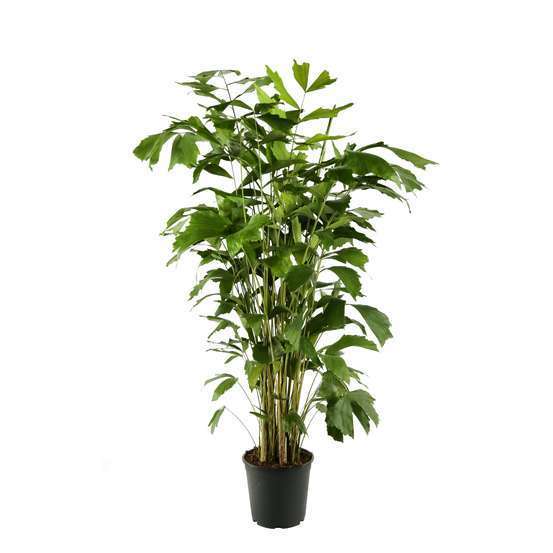 Palmier, Caryota Mitis H170cm