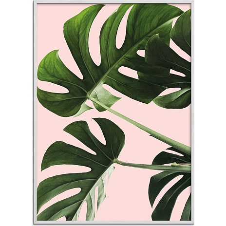 Monsteras in pink - 30x40 cm