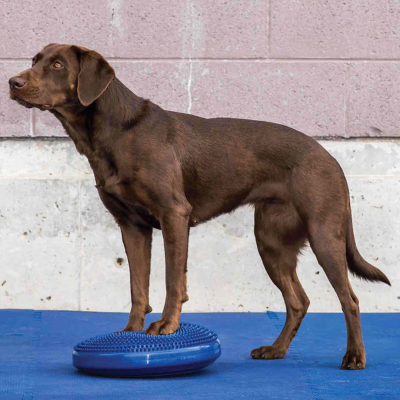 FitPAWS Balancekissen Balance Disk blau