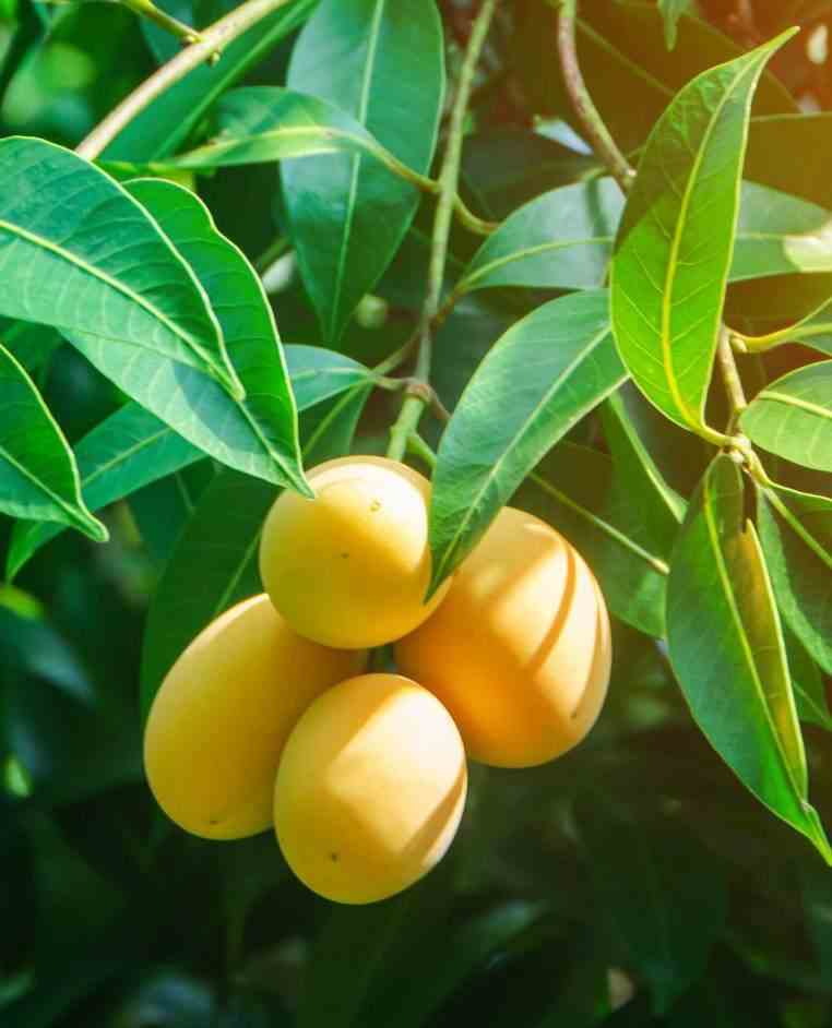 Manguier mangifera indica var.ataulfo taille pot de 7 litres ? 80/100 cm - jaune