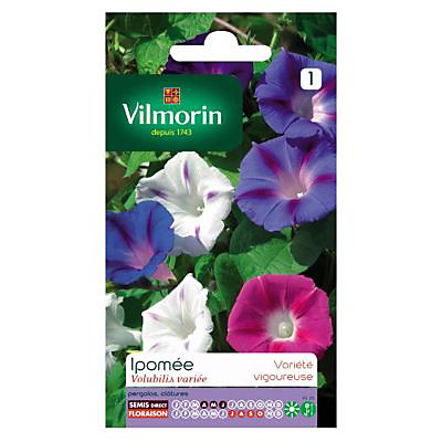Graines d'Ipomée Volubilis Variée Vilmorin
