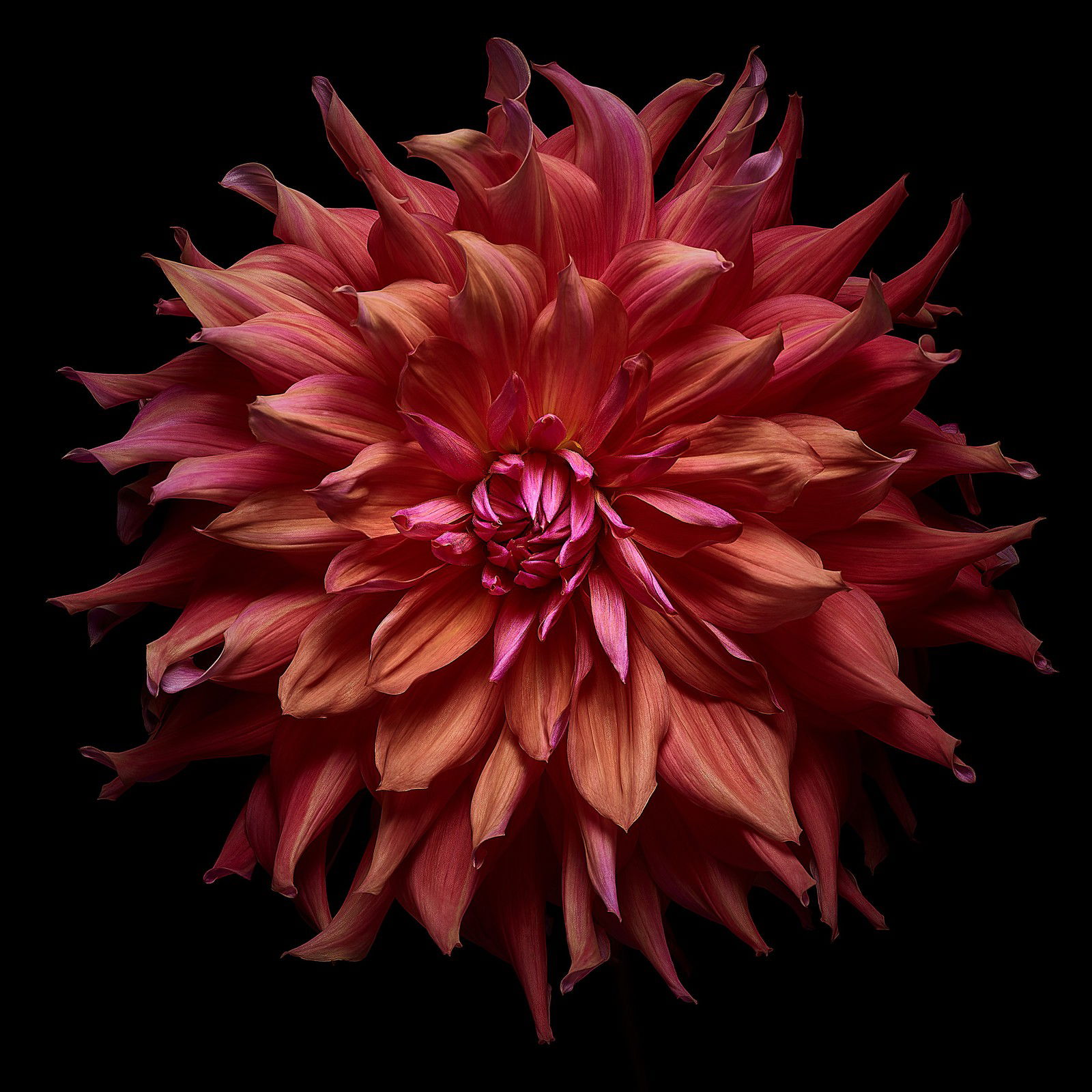 Dahlia II by Heiko Hellwig - Limited Edition. Edition of: 100. Signed.