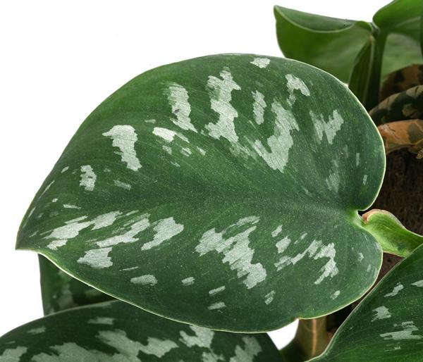 Gefleckte Efeutute - Scindapsus pictus