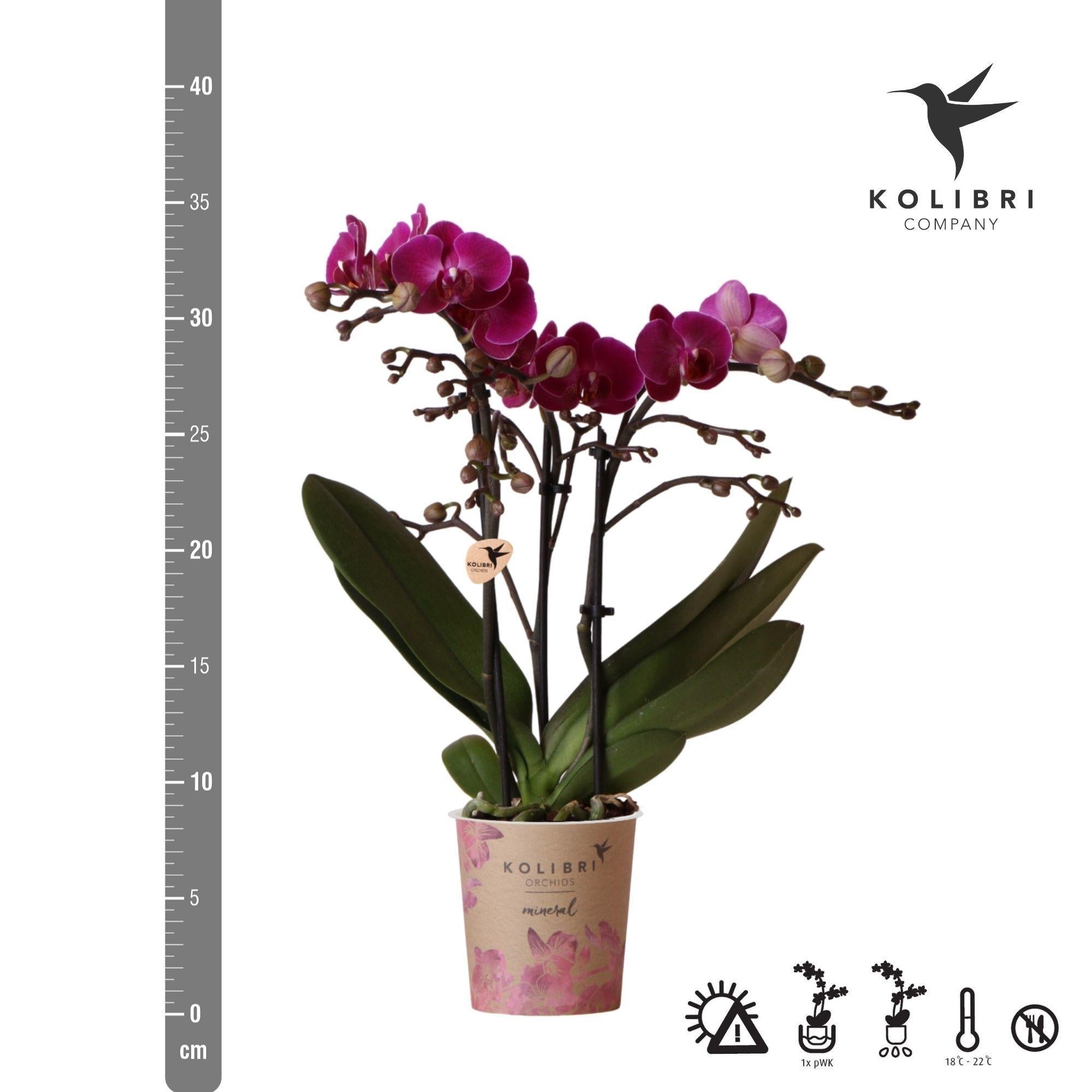 Plante d'intérieur - orchidée violette et son cache-pot - h35cm, ø9cm 35cm