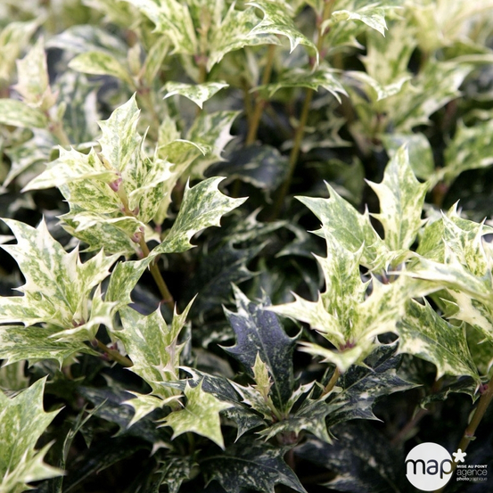 Osmanthus heterophyllus 'Goshiki' (='Tricolor') : H 30/40 cm ctr 3L