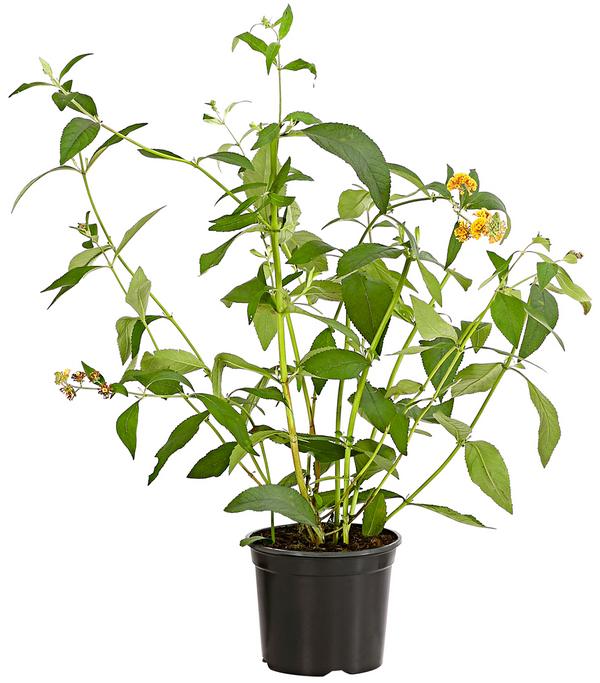 Gelber Sommerflieder