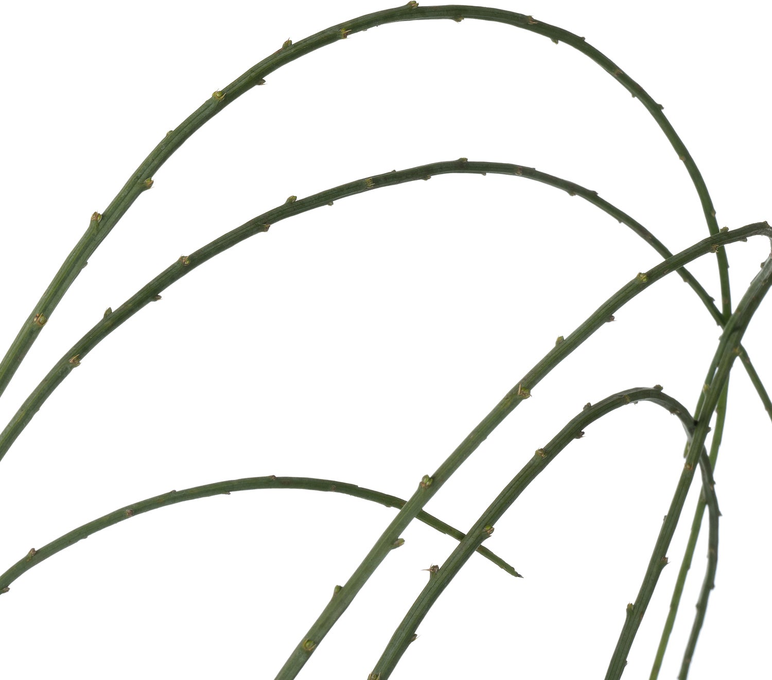 Heidebrem (Genista lydia) D 21 H 60 cm