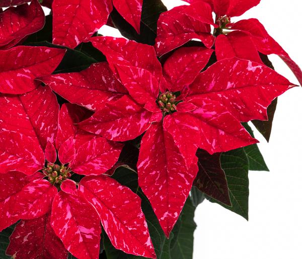 Weihnachtsstern - Euphorbia pulcherrima 'Hot