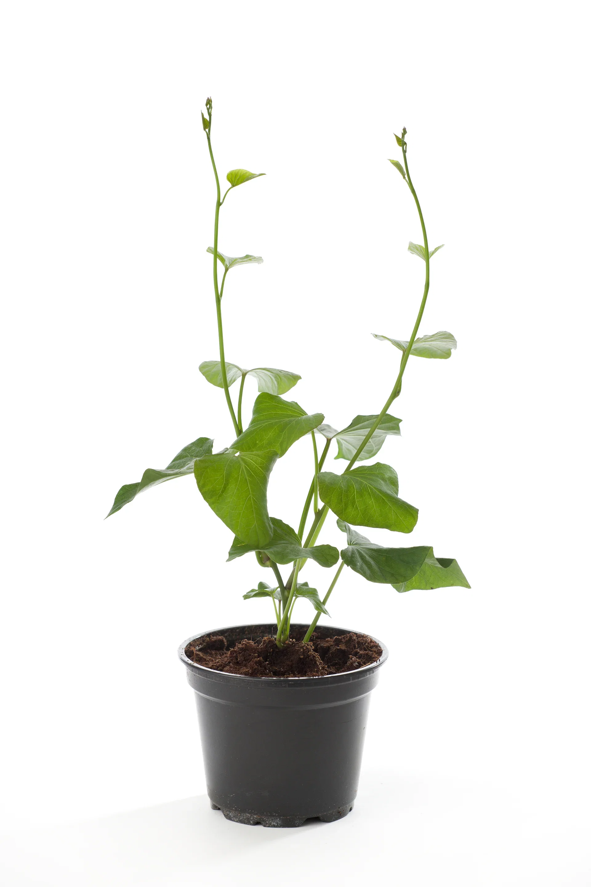 Ipomoea batat 'Sweet potato' 1 Søtpotet 'Beauregard' Ø12 cm