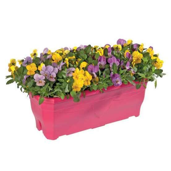 Viola cornuta en jardinière 40cm - Coloris variables