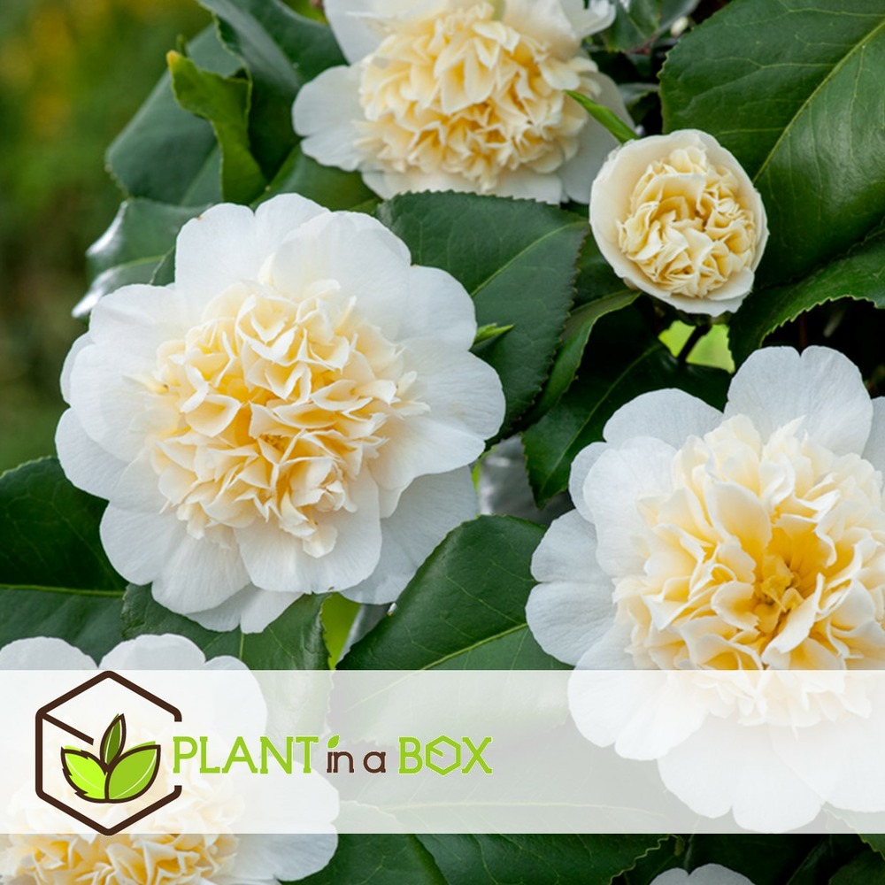 Camellia japonica brushfield's yellow - set de 2 - pot 15cm - hauteur 50-60cm