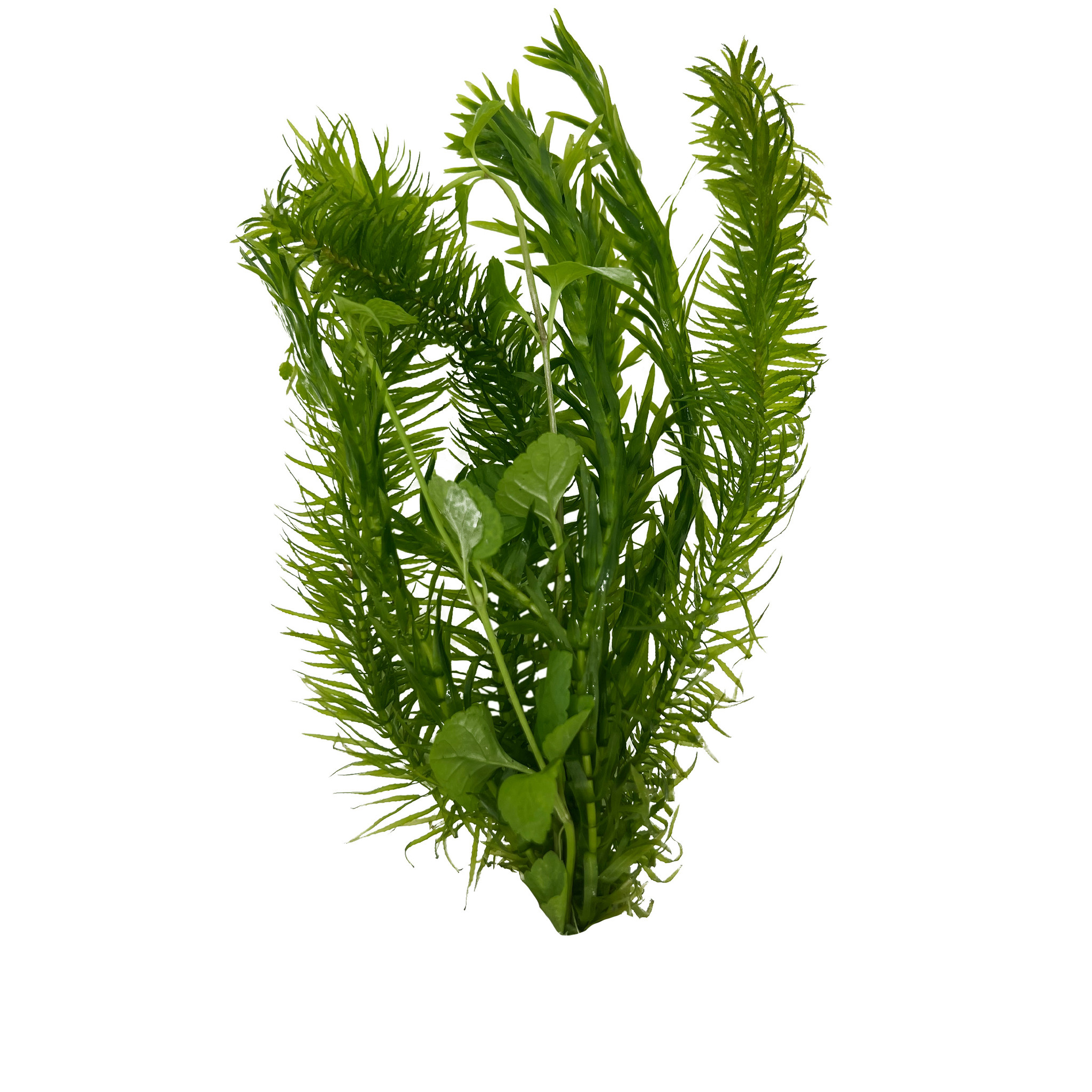 Waterplant Combi-bush (Egeria   Lysimachia)