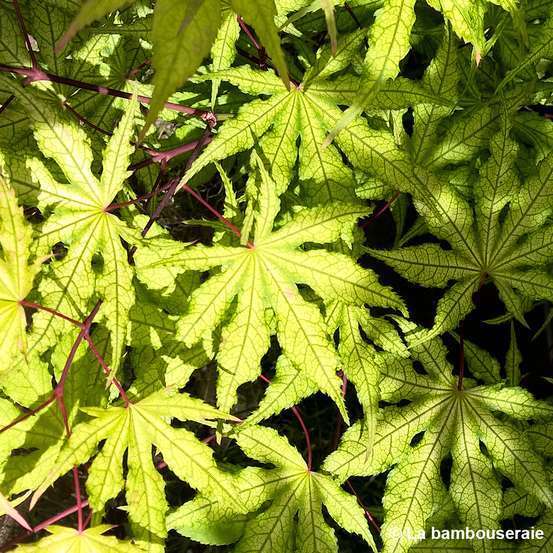 Acer Palmatum Reticulatum Red : C30L h.100/125cm