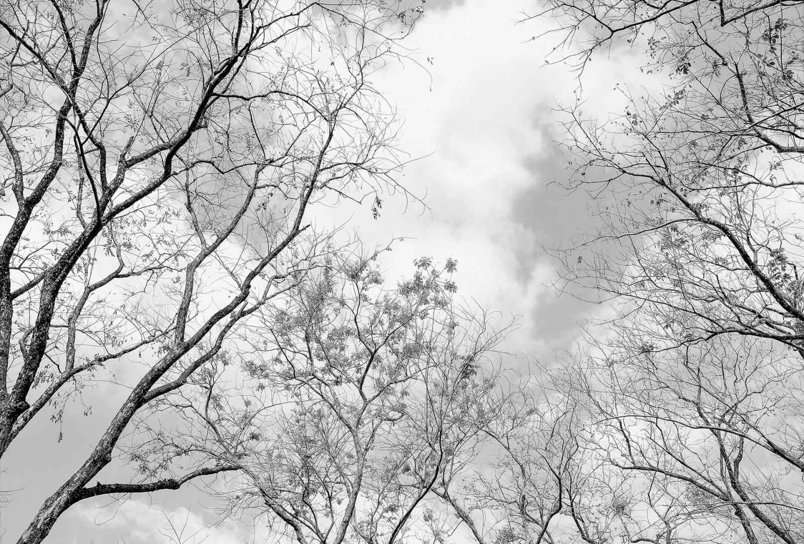 Fototapete DESIGNWALLS 2.0 - grau-weiß - Wald - 2,6 Meter