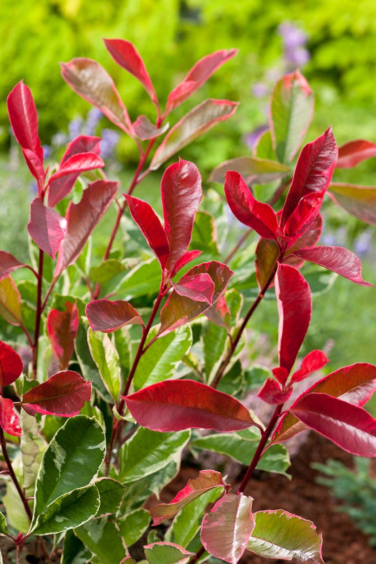 Bonte Glansmispel op stam (Photinia x fraseri 'Pink Marble') D 30 H 120 cm